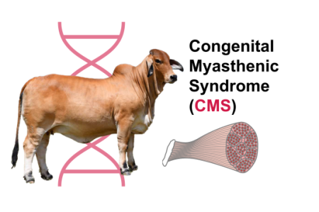CMS